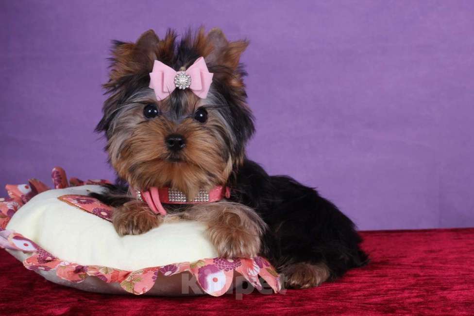 Собаки в Москве: Йоркширский терьер мини девочка Любава РКФ. Девочка, 65 000 руб. - фото 9
