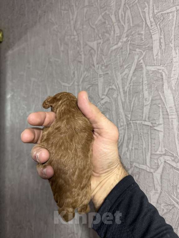 Собаки в Краснодаре: Той пудель  Мальчик, 60 000 руб. - фото 3