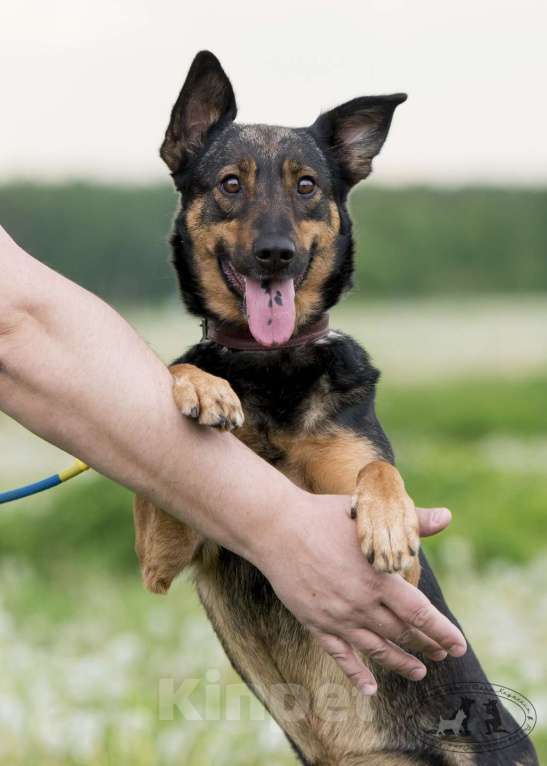 Собаки в Москве: Лютта. Ее бросили на цепи Девочка, 1 руб. - фото 4