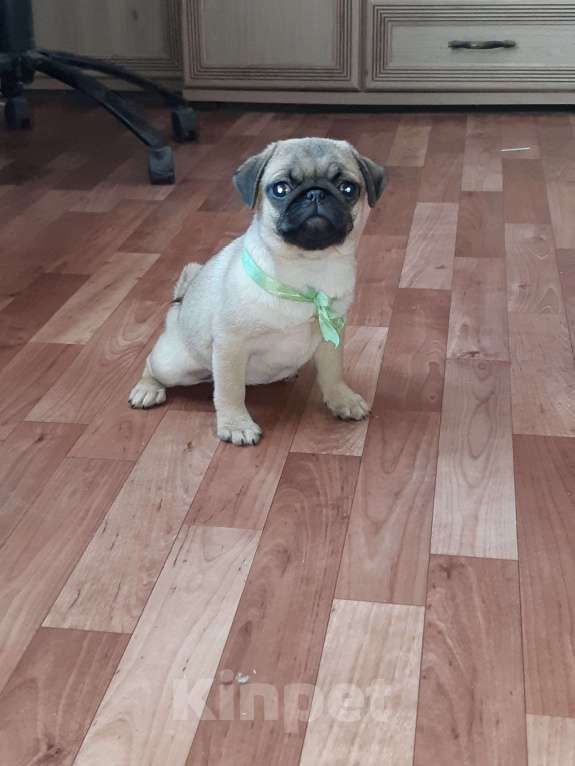 Собаки в Новосибирске: Мопса щенок девочка Девочка, 40 000 руб. - фото 2