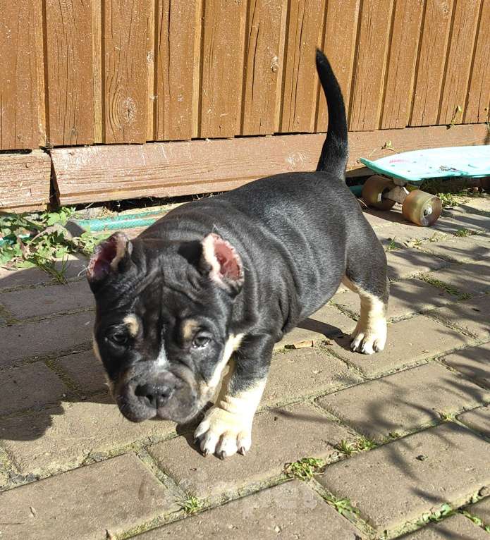 Собаки в Александрове: Ласковая девочка американский булли Девочка, 110 000 руб. - фото 7