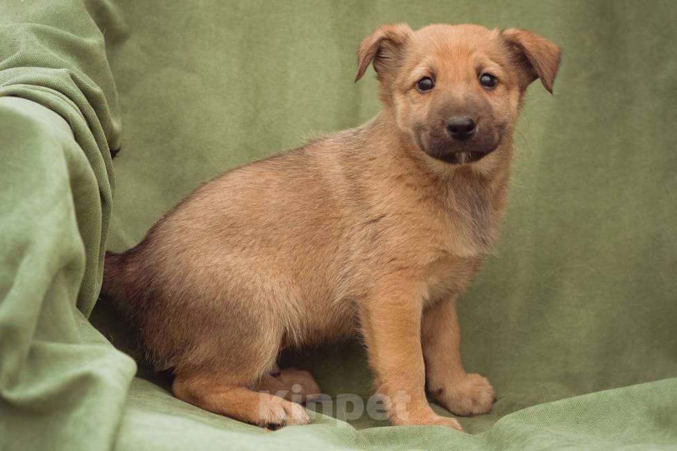 Собаки в Москве: щенок Бублик в добрые руки Мальчик, Бесплатно - фото 3