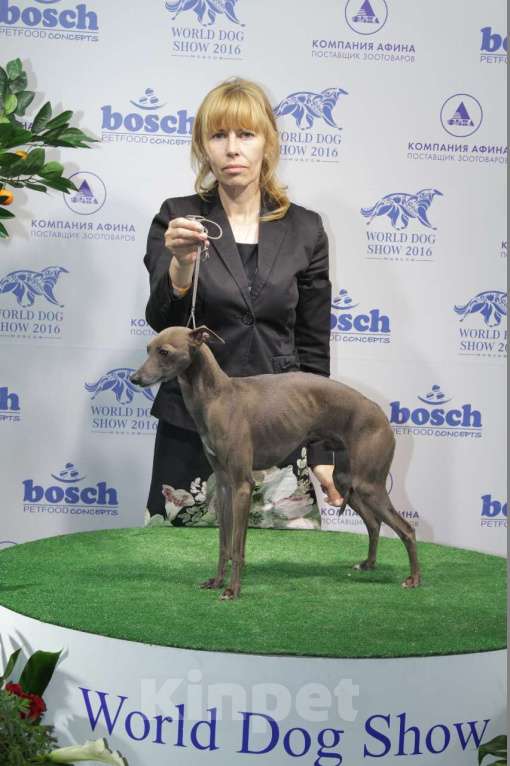 Собаки в Великом Новгороде: Щенок левретки Мальчик, 70 000 руб. - фото 2