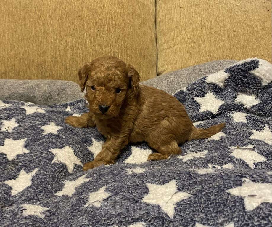 Собаки в Санкт-Петербурге: Шикарный мальчик той пудель ред броун Мальчик, Бесплатно - фото 3