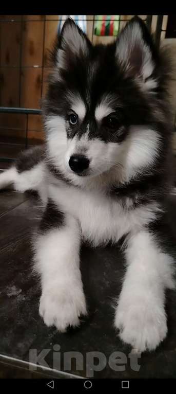 Собаки в Смоленске: Миниатюрная пушистая девочка Помски F3 Девочка, 40 000 руб. - фото 1