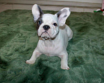 Собаки в Москве: Французские бульдоги Девочка, 100 000 руб. - фото 2