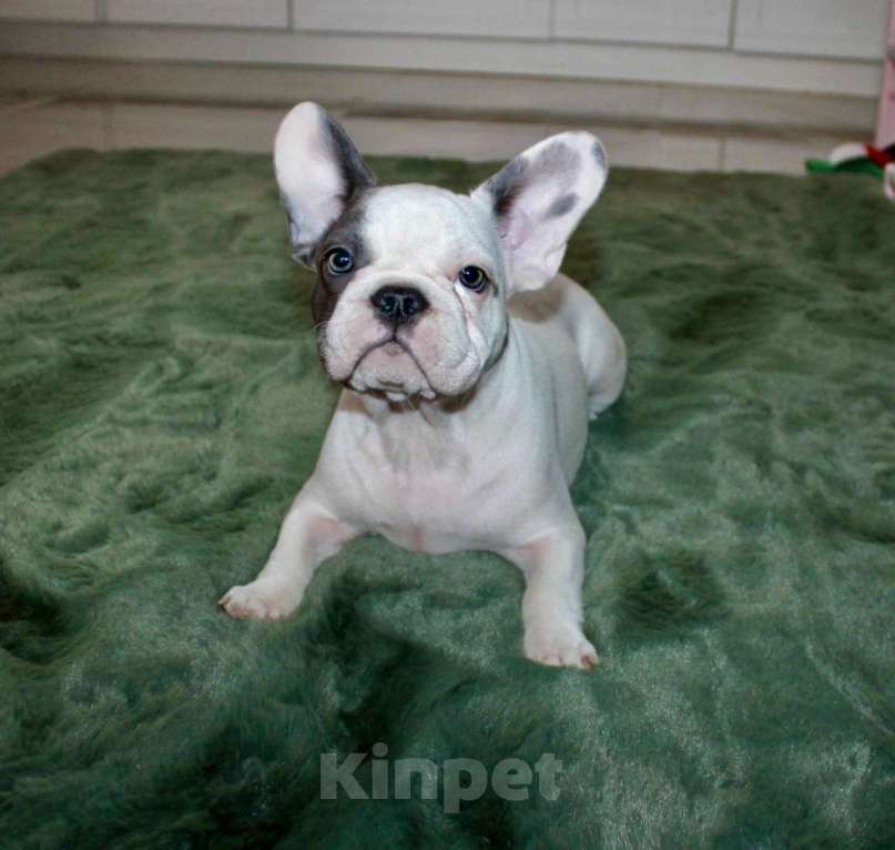 Собаки в Москве: Французские бульдоги Девочка, 100 000 руб. - фото 2