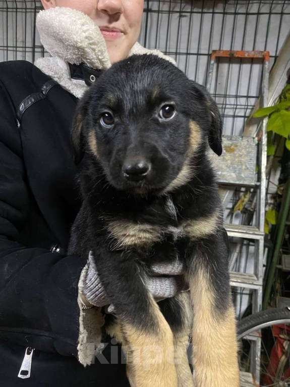 Собаки в других городах Московской области: Щенки 8 девочек и один мальчик Мальчик, Бесплатно - фото 3