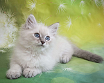 Кошки в Москве: Невский маскарадный котенок Мальчик, 60 000 руб. - фото 3