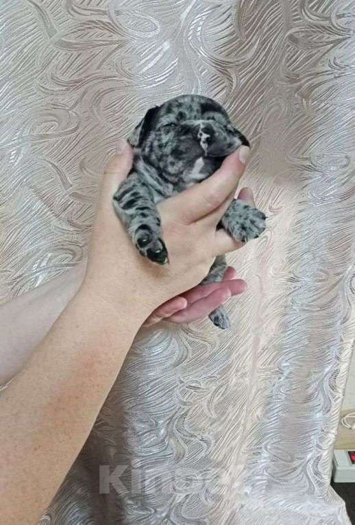 Собаки в Лысьве: Щенки французского бульдога Девочка, 35 000 руб. - фото 2
