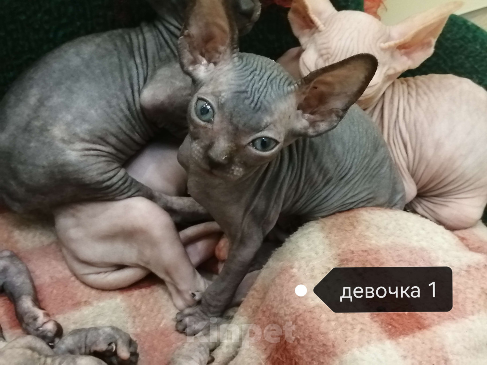 Кошки в Ульяновске: Котенок канадского сфинкса Девочка, 8 000 руб. - фото 1