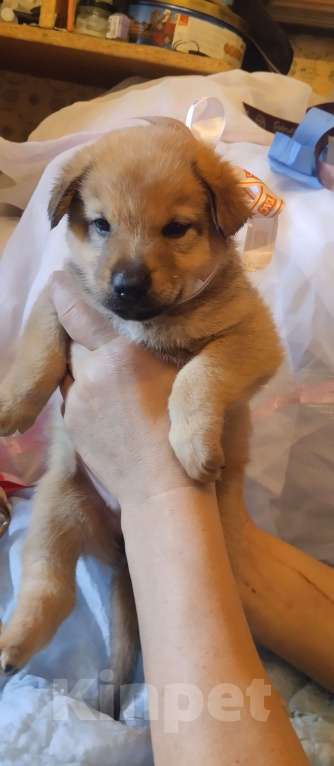 Собаки в Воронеже: Продаются щенки Мальчик, Бесплатно - фото 8