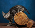 Кошки в Барнауле: Котик-страйт Винстон🖤 Мальчик, Бесплатно - фото 10