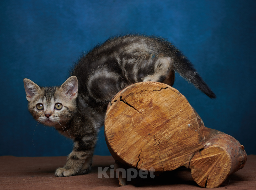 Кошки в Барнауле: Котик-страйт Винстон🖤 Мальчик, Бесплатно - фото 10