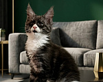 Кошки в Черноголовке: Мейн-кун девочка с родословной (Tuxedo) Девочка, 27 500 руб. - фото 1