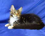 Кошки в Нижнем Тагиле: Котик Викинг Мальчик, 35 000 руб. - фото 1