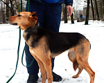 Собаки в Москве: Найда Девочка, Бесплатно - фото 3