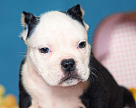 Собаки в Обнинске: Булли кобель триколор белоголовый Мальчик, 150 000 руб. - фото 2