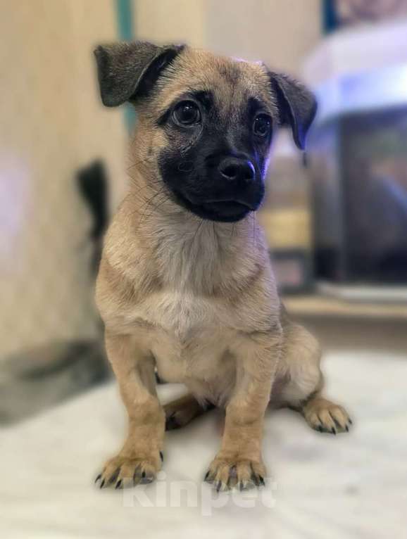 Собаки в Лосином-Петровском: Спарки якутенок в добрые руки Девочка, Бесплатно - фото 4