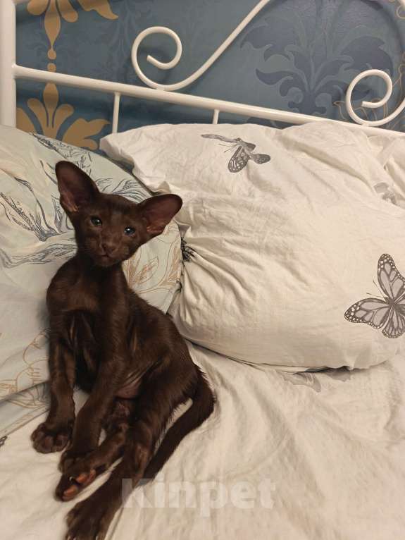 Кошки в Санкт-Петербурге: Продам ориентальных котят. Девочка, 20 000 руб. - фото 3