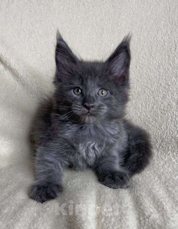 Кошки в Дмитрове: Голубой солидный мальчик мейн кун Willis Мальчик, 40 000 руб. - фото 3