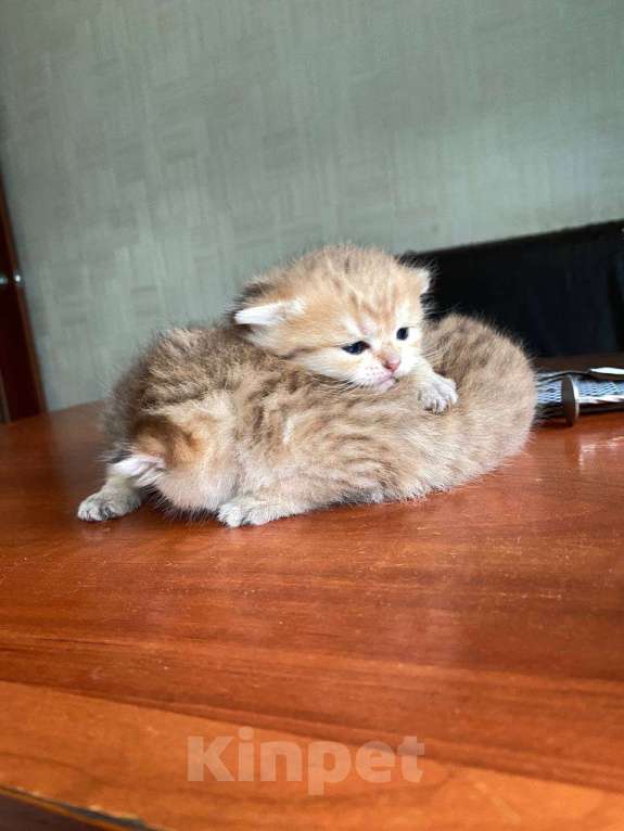 Кошки в Москве: Котята вислоухой золотистой шиншиллы  Мальчик, 30 000 руб. - фото 3