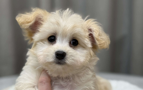 Мальтипу девочка