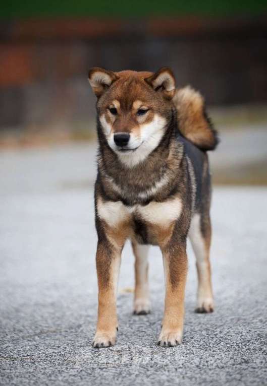 Собаки в Москве: Невероятный сиба ину Мальчик, Бесплатно - фото 2