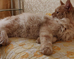 Кошки в Москве: Вязка с котом мейн-кун, 5 000 руб. - фото 3