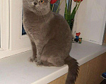 Кошки в Мглине: Вязка британский кот, 1 руб. - фото 7