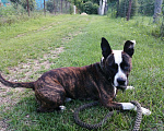 Собаки в Арсеньеве: СТАФ кабель ищет суку, 100 руб. - фото 3