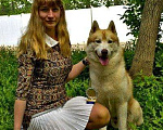 Собаки в Ногинске: Щенки хаски, 3 000 руб. - фото 8