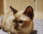 Кошки в Ливны: Шикарная Красотка Европейская Бурма, 40 000 руб. - фото 5