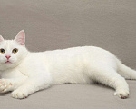 Кошки в Ливны: Белоснежный котенок Бантик ищет дом, Бесплатно - фото 3