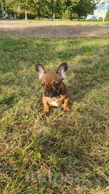 Собаки в Москве: Замечательный мальчик Мальчик, 70 000 руб. - фото 6