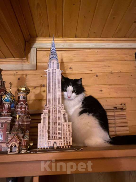 Кошки в Белоозёрском: Потерялся чёрно-белый кот! Мальчик, Бесплатно - фото 4