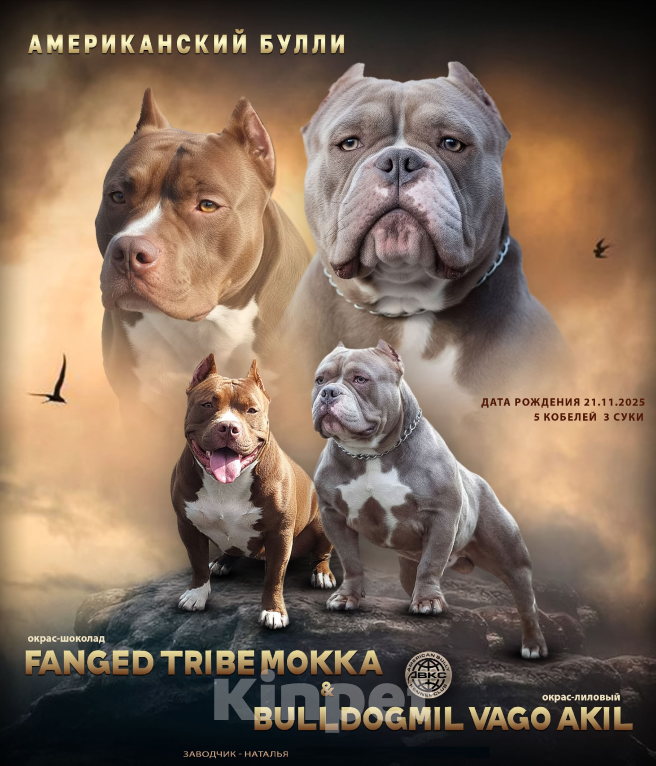 Собаки в Краснодаре: Американский булли Мальчик, Бесплатно - фото 4