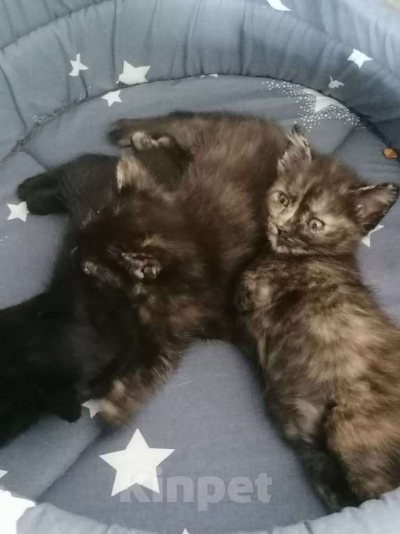 Кошки в Красноярске: Девочка 1 мая рождения Девочка, 1 руб. - фото 3