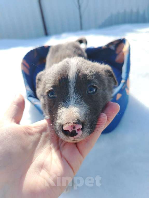 Собаки в Подольске: Щенок 1,5-2 месяца в добрые руки Мальчик, Бесплатно - фото 1