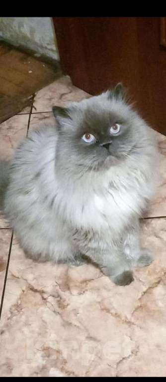 Кошки в Краснодаре: Невская маскарадная котенок очень пушистый Мальчик, 27 000 руб. - фото 7