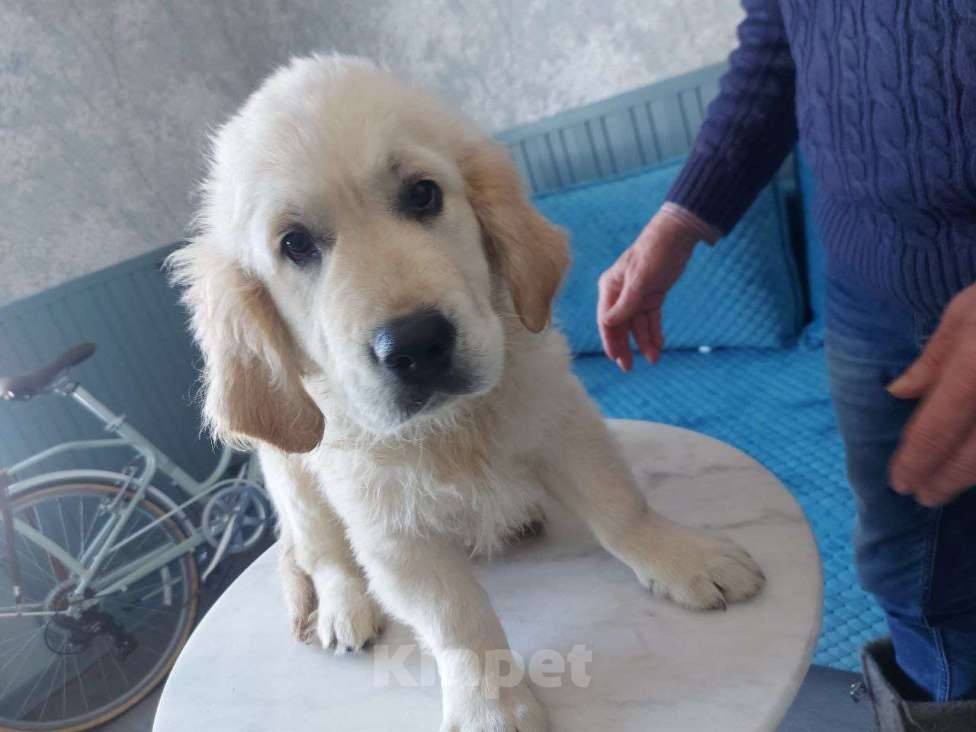 Собаки в Москве: Породистые щенки голден ретривер от российских и международных чемпионов Мальчик, 60 000 руб. - фото 2