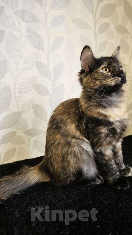 Кошки в Москве: Котята в добрые руки  Девочка, Бесплатно - фото 3