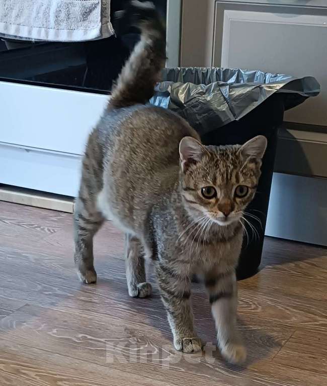 Кошки в Калининграде: Найден котенок Мальчик, Бесплатно - фото 2