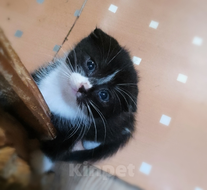 Кошки в Нерехте: отдам в добрые руки Девочка, Бесплатно - фото 3