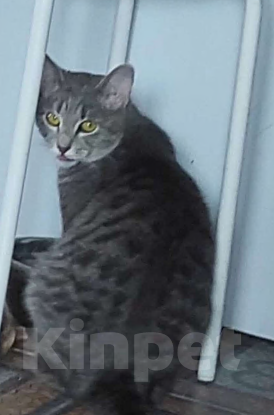 Кошки в Лыткарино: Кошка в добрые руки Девочка, Бесплатно - фото 2