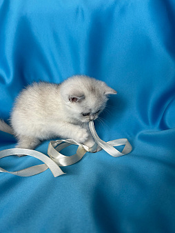 Котенок