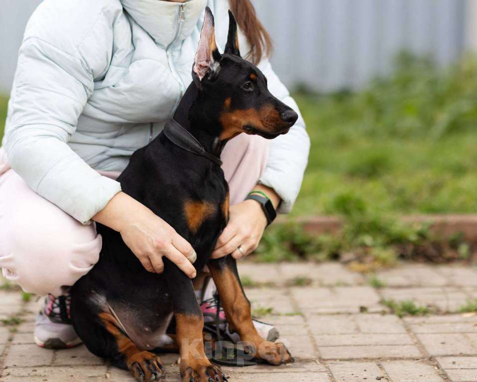 Собаки в Клине: Кобель 3 мес Мальчик, 150 000 руб. - фото 2