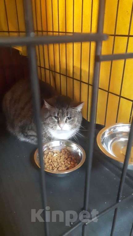 Кошки в Санкт-Петербурге: Кошка в добрые руки Девочка, Бесплатно - фото 2