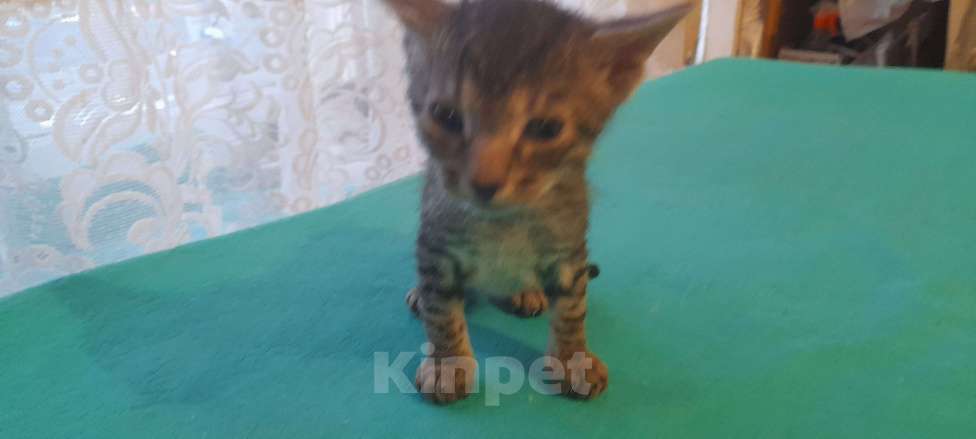 Кошки в Оренбурге: Продажа котёнка Мальчик, 5 000 руб. - фото 6