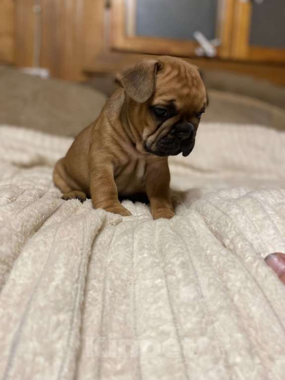 Собаки в Санкт-Петербурге: Красотка француженка  Девочка, 40 000 руб. - фото 5